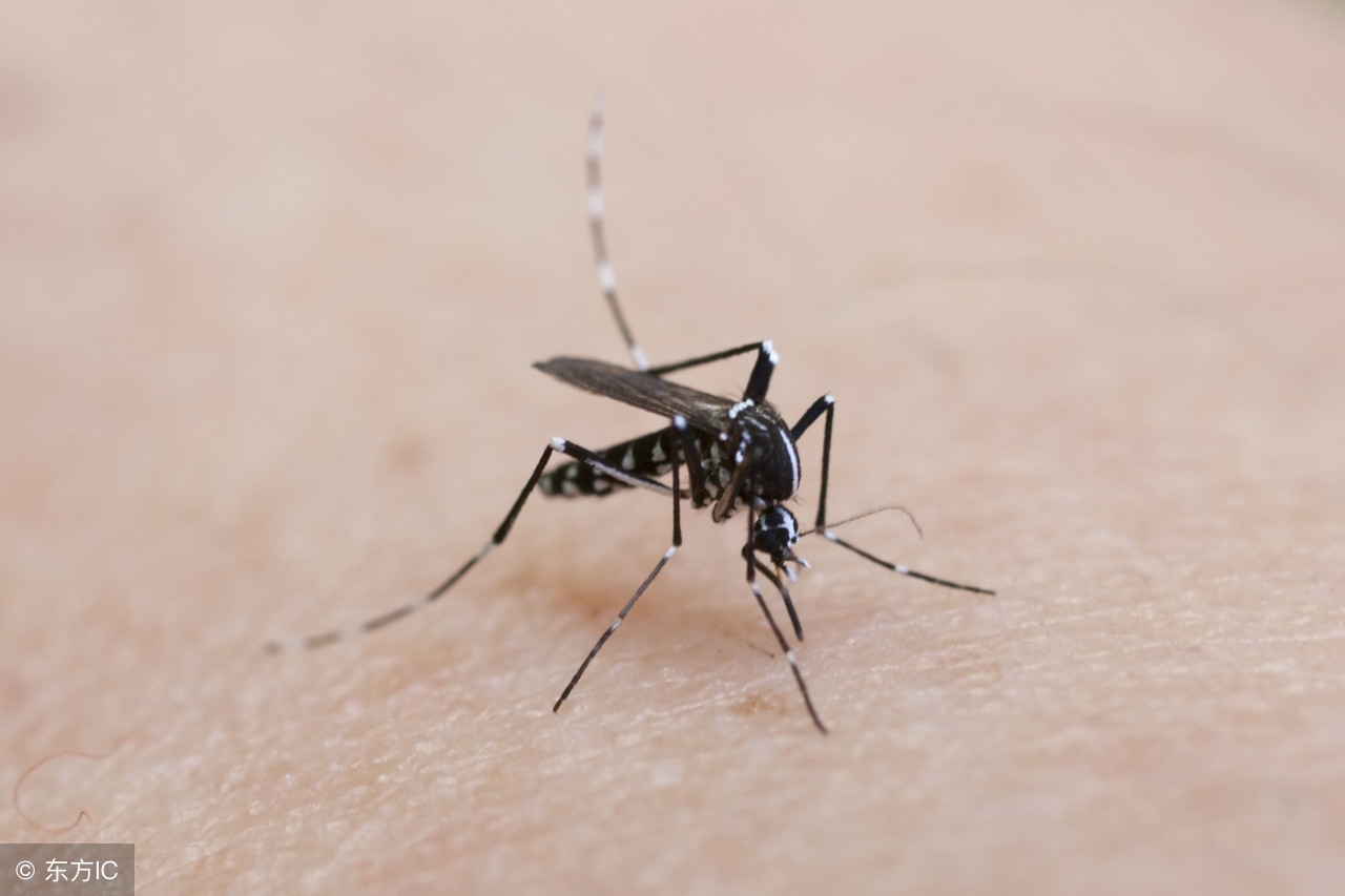 风油精孕妇可以用吗?它还有哪些不为人知的用途?