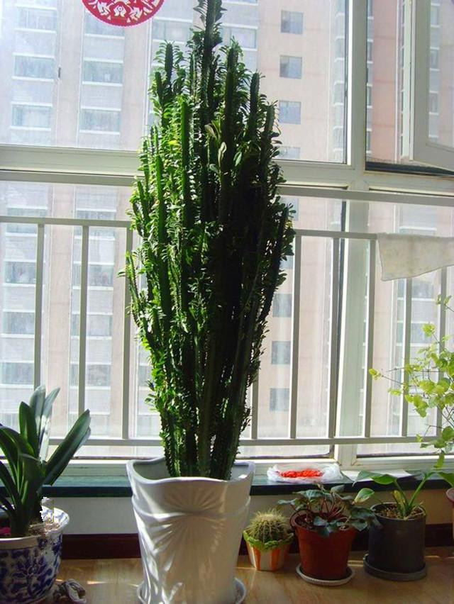 家里养龙骨在风水上有什么讲究,家里养龙骨的寓意