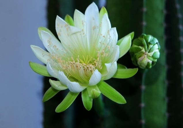 家里养龙骨在风水上有什么讲究,家里养龙骨的寓意