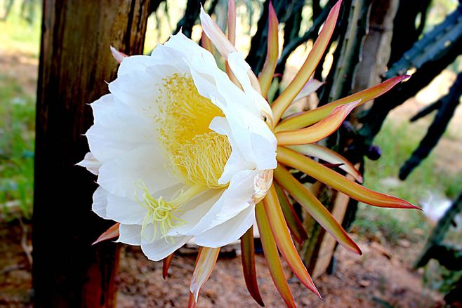 家里养龙骨在风水上有什么讲究,家里养龙骨的寓意