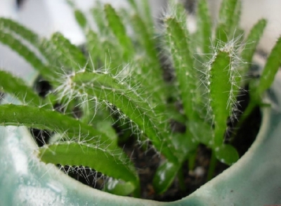 家里养龙骨在风水上有什么讲究,家里养龙骨的寓意