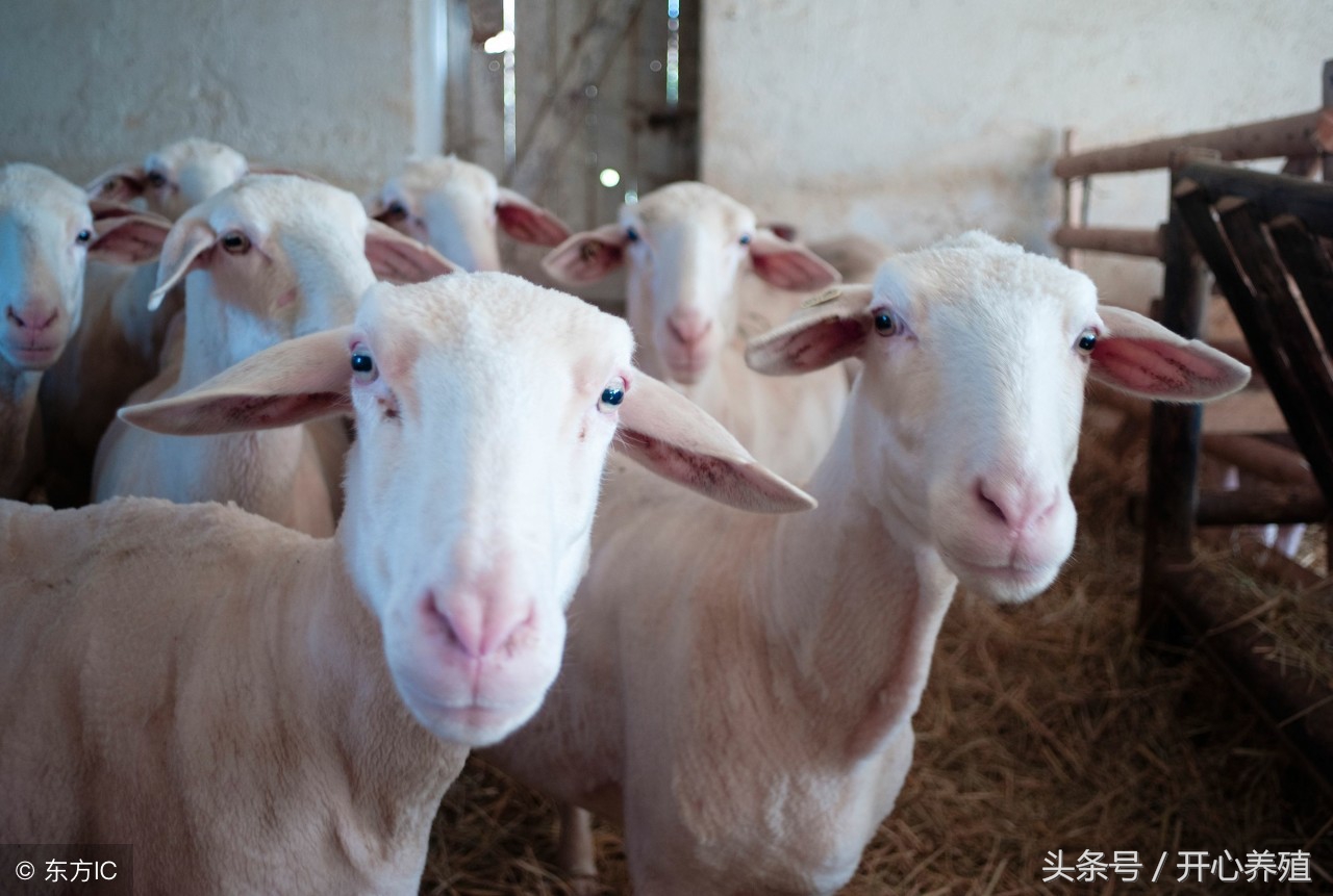 母羊假怀孕生出一胎盘水，一肚子坏水可不是乱说的