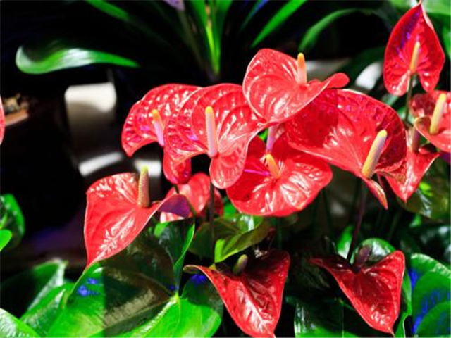 红掌花怎么越开越小呢,红掌怎么快速长新芽