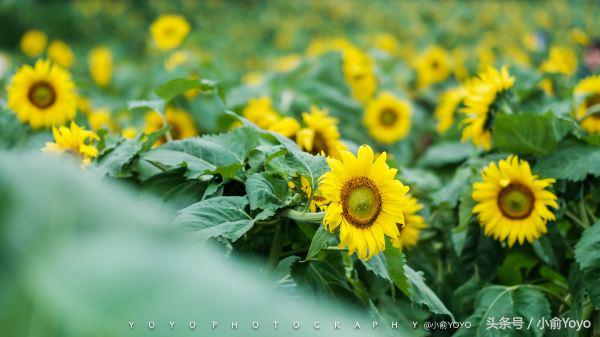 夏天济州岛旅游攻略,夏游济州岛