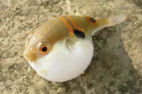 切肉受伤细菌感染,生猪肉切了怎么处理