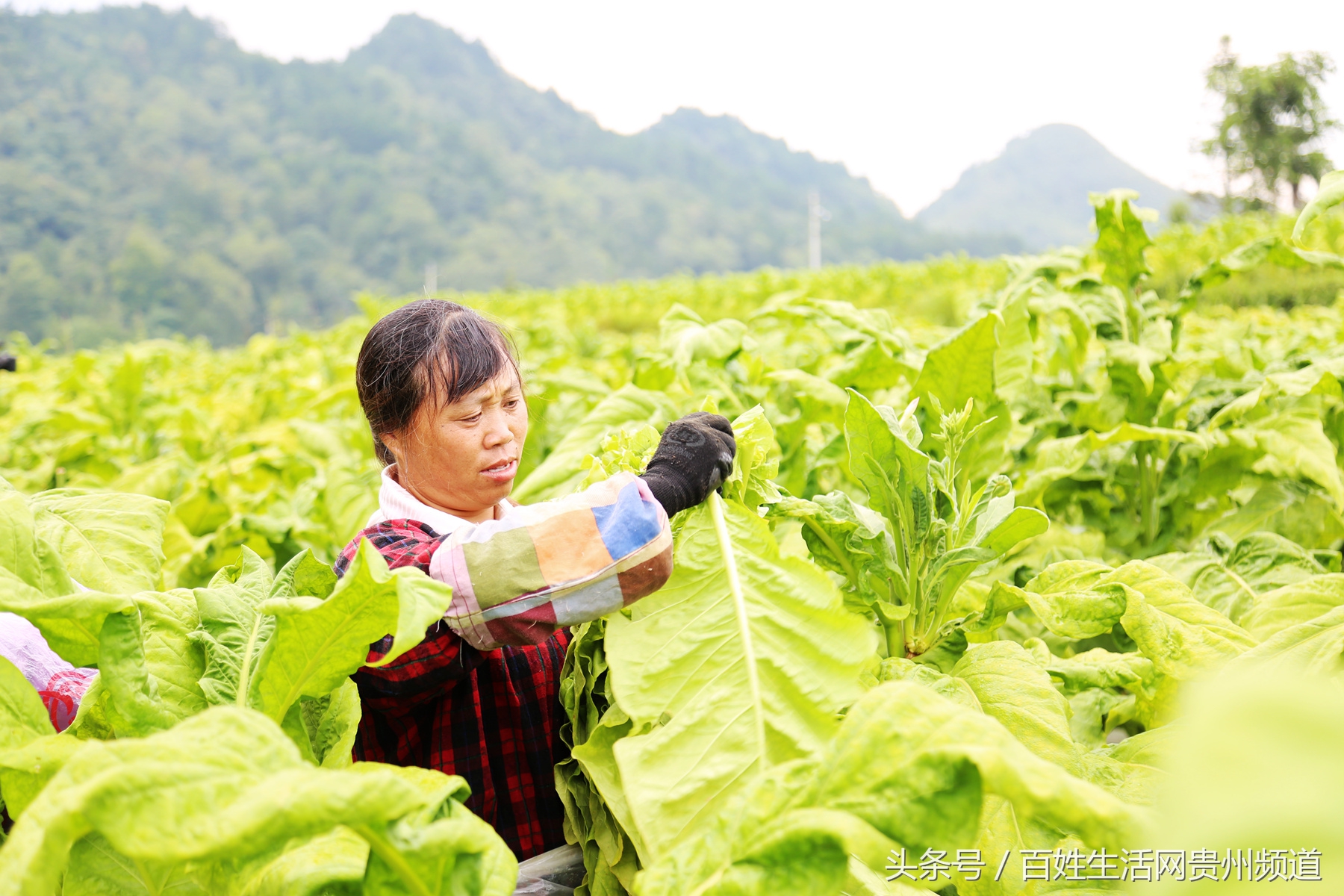 长顺：“黄金叶”里有黄金 鼓了腰包富了民