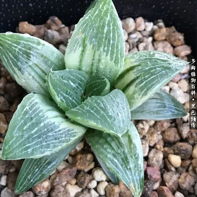 多肉的医用功效,多肉治愈句子