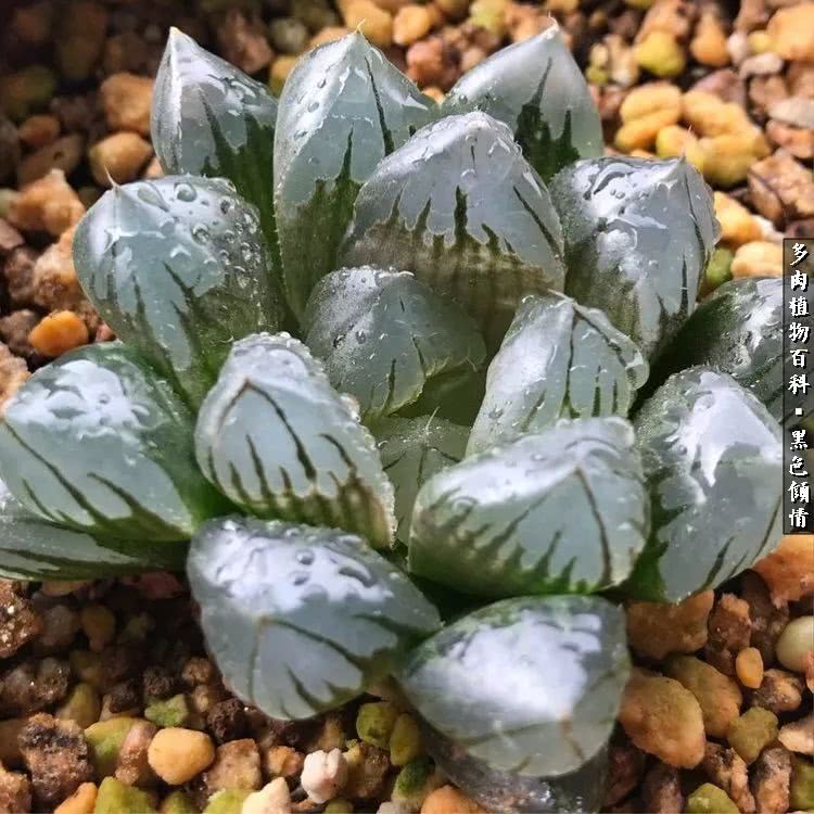 多肉的医用功效,多肉治愈句子