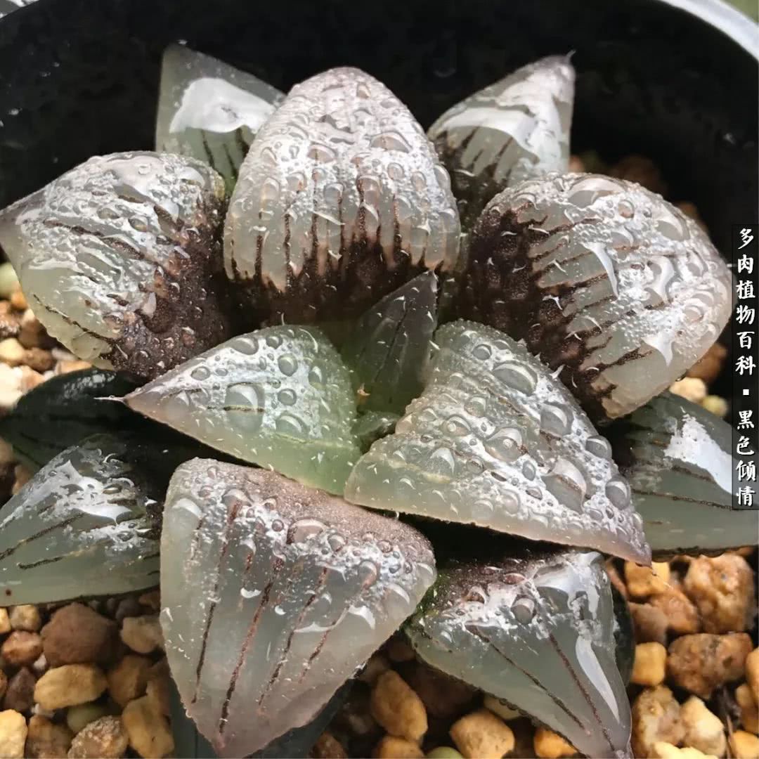 多肉的医用功效,多肉治愈句子