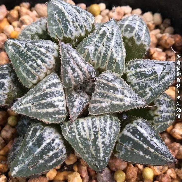 多肉的医用功效,多肉治愈句子