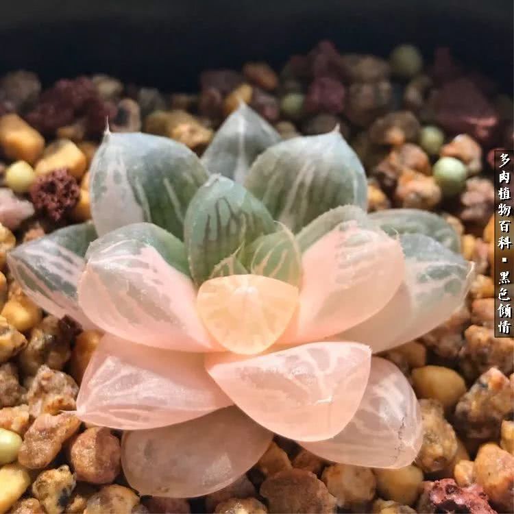 多肉的医用功效,多肉治愈句子