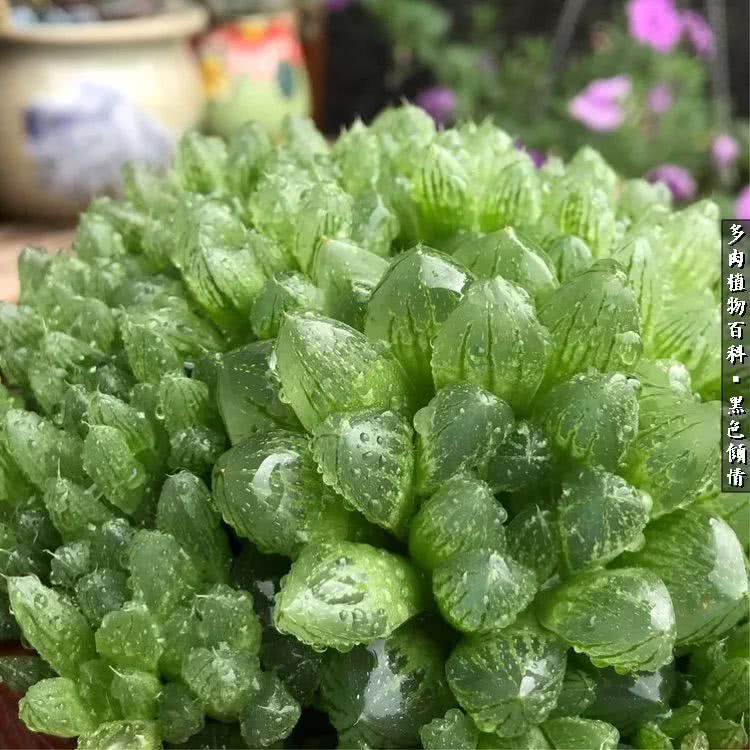 多肉的医用功效,多肉治愈句子