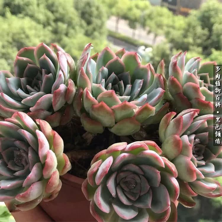 多肉的医用功效,多肉治愈句子