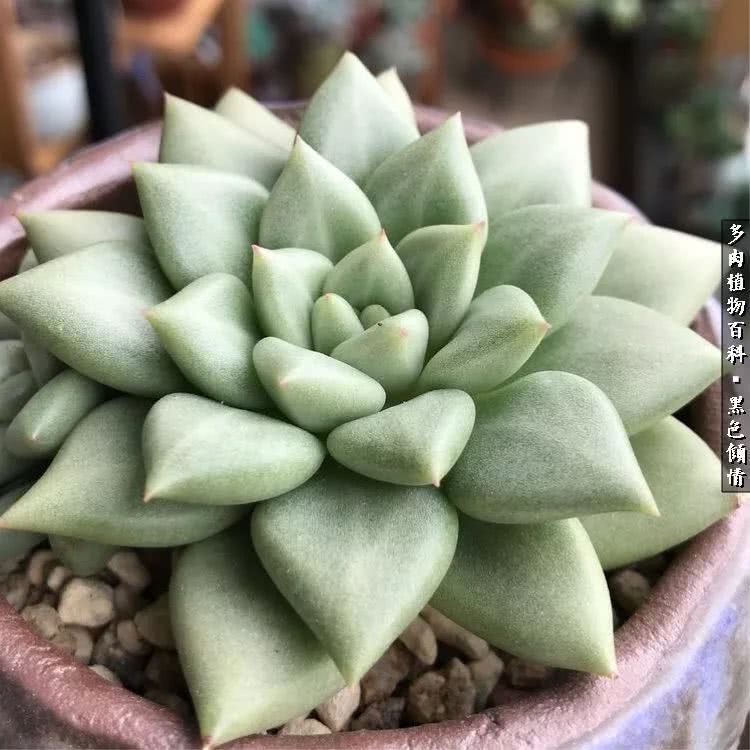 多肉的医用功效,多肉治愈句子