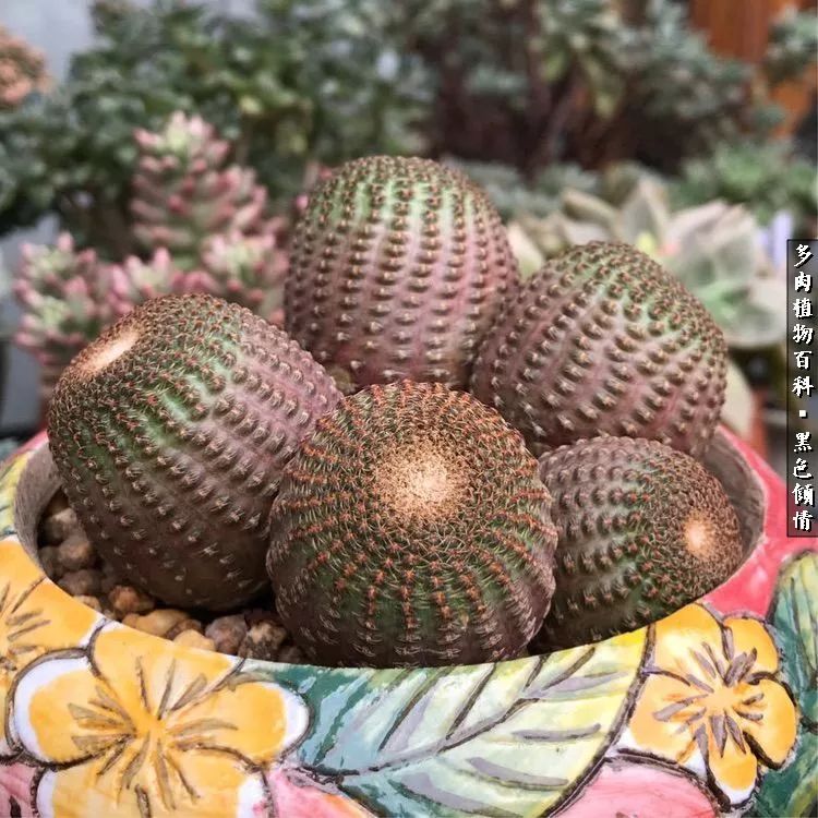 多肉的医用功效,多肉治愈句子