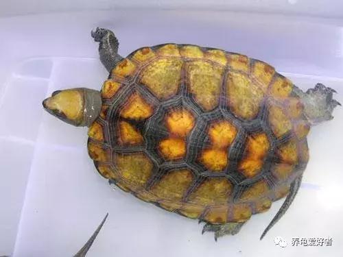 龟吃什么食物要煮熟,龟吃了大补的食物