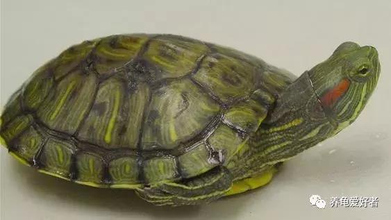 龟吃什么食物要煮熟,龟吃了大补的食物