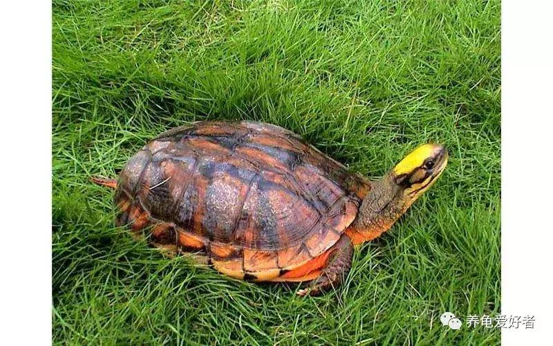 龟吃什么食物要煮熟,龟吃了大补的食物