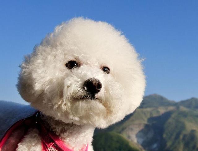 饲养比熊犬的6大禁忌绝不能犯,饲养比熊犬的六点注意事项