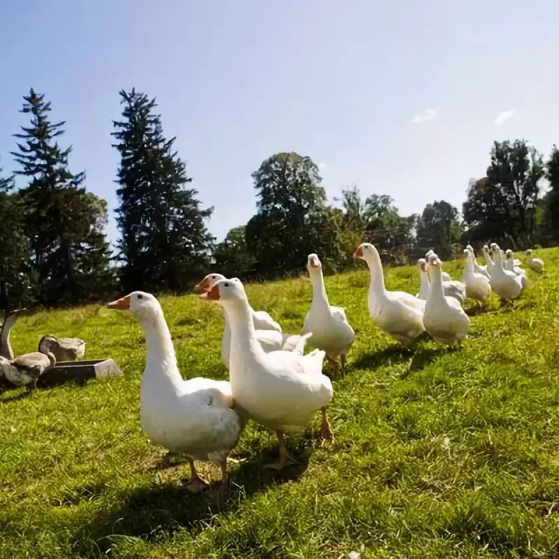 这家奇葩餐厅“坑”了中国食客，却征服了米其林食探，连奥巴马夫妇都是它的粉丝！