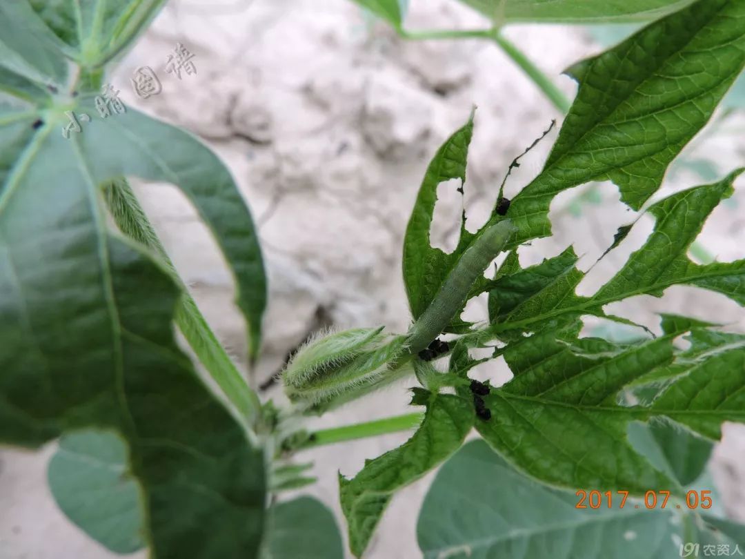 北方可食用的大绿虫子,可食用大绿虫子