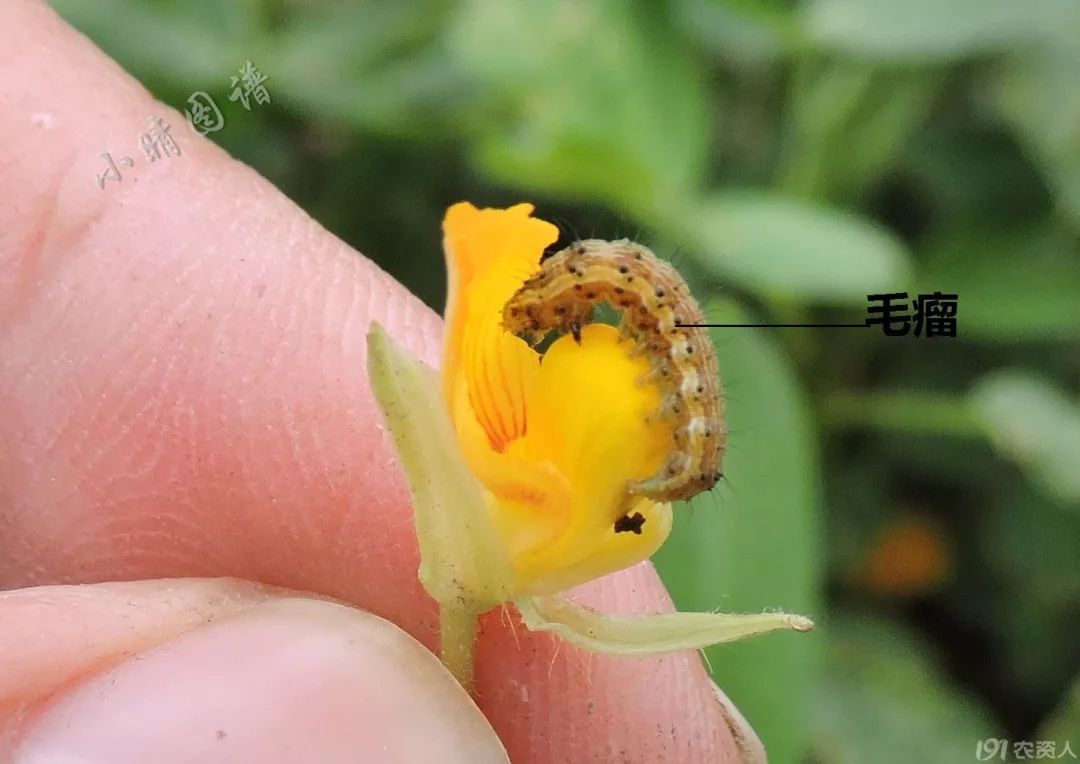 北方可食用的大绿虫子,可食用大绿虫子