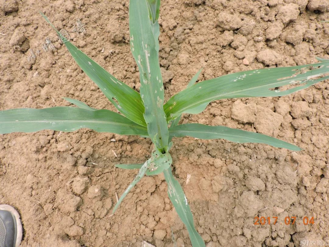 北方可食用的大绿虫子,可食用大绿虫子