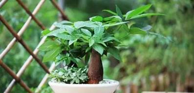 养花小知识绿植盆栽,养花知识大全盆栽绿植