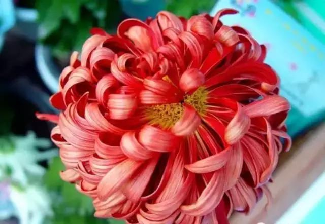 今天是7月26日,千载难逢的要顺日,吉利的祝福送给你,越快打开越好