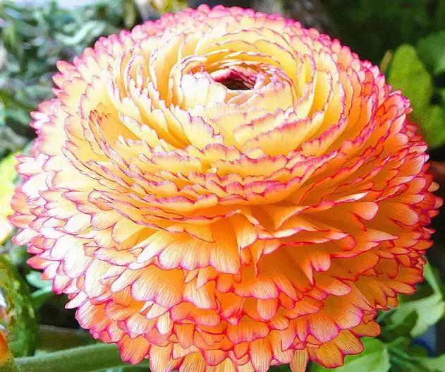 今天是7月26日,千载难逢的要顺日,吉利的祝福送给你,越快打开越好