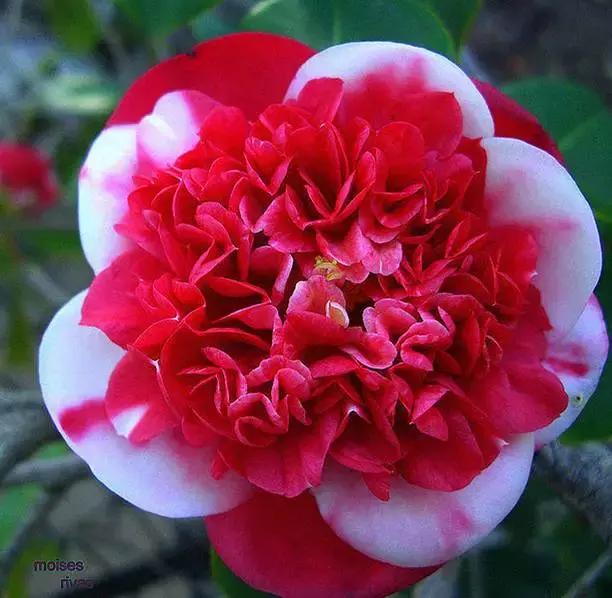 今天是7月26日,千载难逢的要顺日,吉利的祝福送给你,越快打开越好