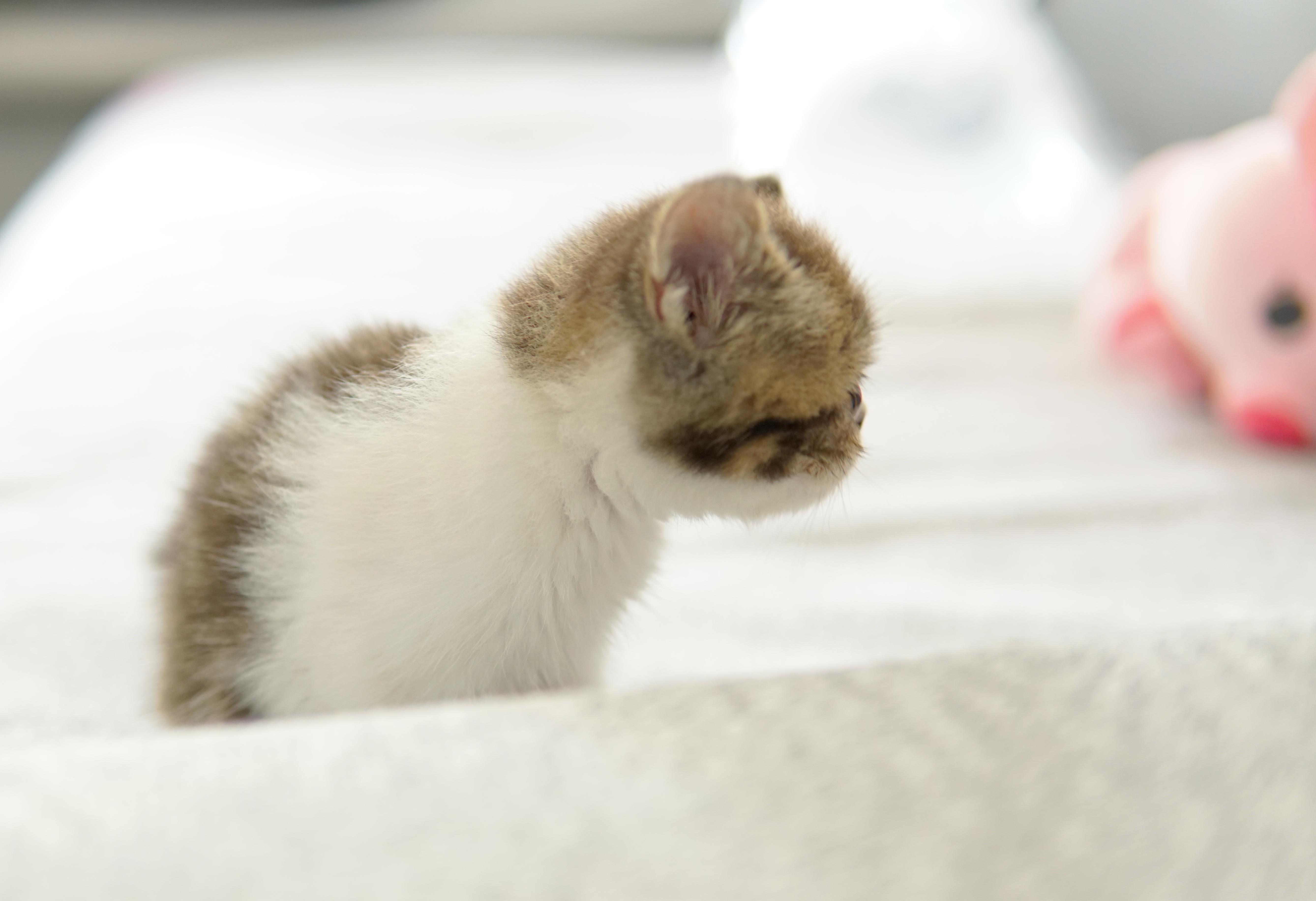 小猫晒太阳可以治疗猫藓吗,小猫长猫癣严重吗该怎么护理