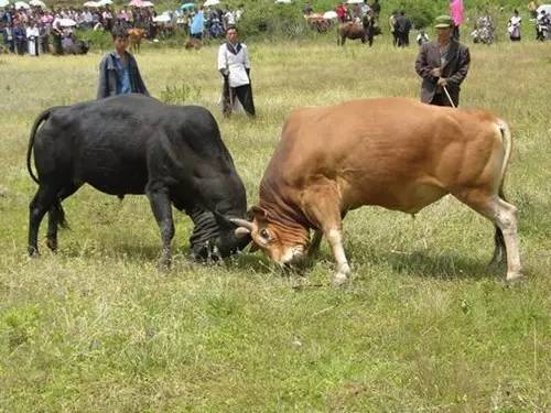 云南春节火把节,云南过完火把节不过春节了吗