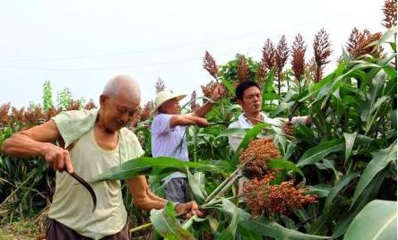 高粱是传统五谷吗,高粱和五谷的区别
