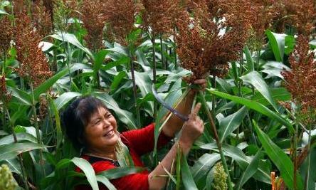 高粱是传统五谷吗,高粱和五谷的区别