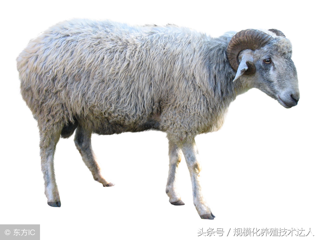 夏天养羊用什么药让羊少生病,养羊草料配什么药羊不生病