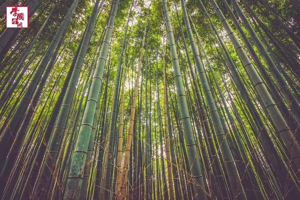 关于竹子的诗句古诗四言绝句,描写竹子的优美的诗句大全集