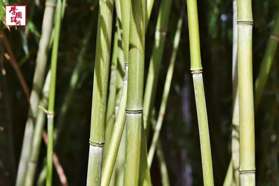 关于竹子的诗句古诗四言绝句,描写竹子的优美的诗句大全集