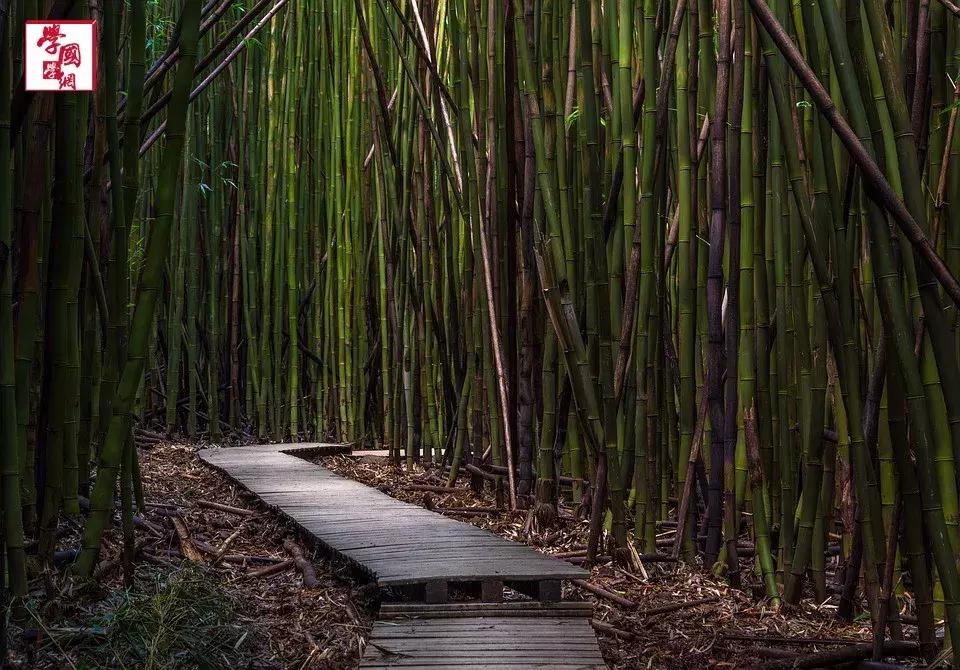 关于竹子的诗句古诗四言绝句,描写竹子的优美的诗句大全集