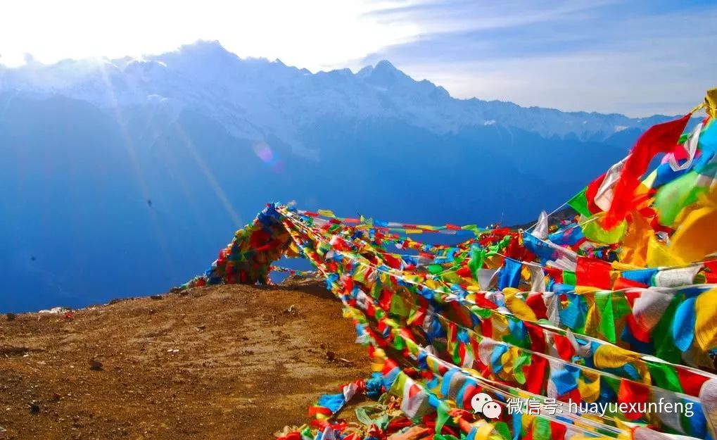 西藏之旅遇到野藏獒,西藏自驾游中遇到一窝小藏獒