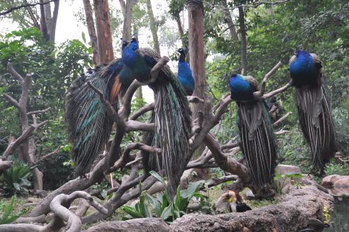 亲子游之广州长隆野生动物园,亲子时光长隆野生动物园