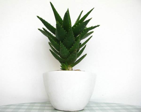 是不是所有的芦荟都有美容功效,芦荟有几种说法