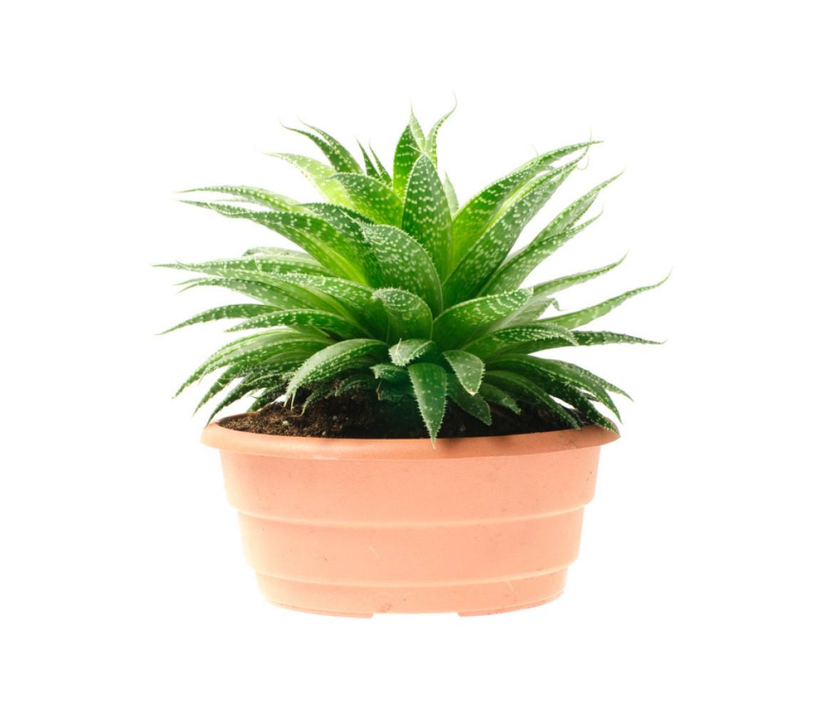 是不是所有的芦荟都有美容功效,芦荟有几种说法