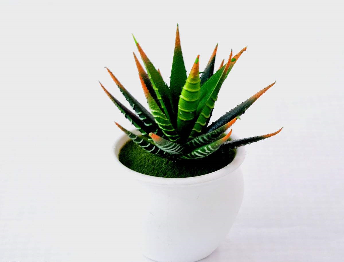 是不是所有的芦荟都有美容功效,芦荟有几种说法