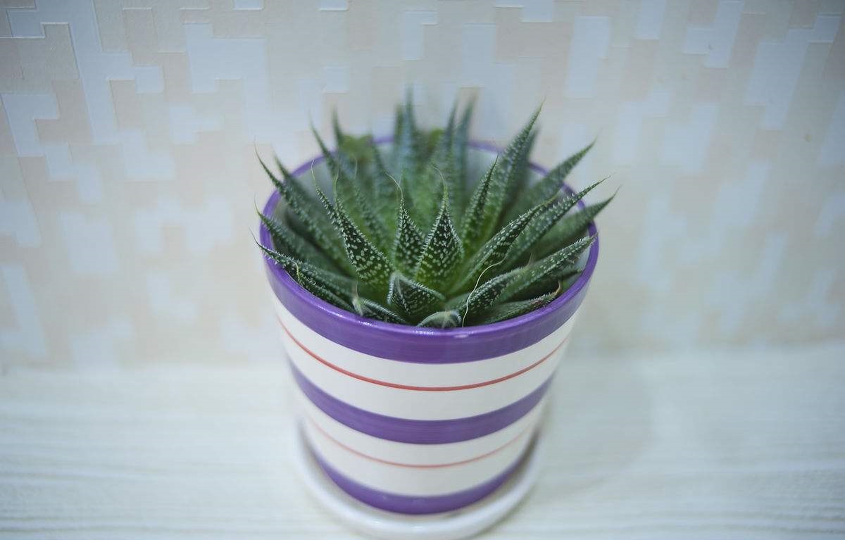 是不是所有的芦荟都有美容功效,芦荟有几种说法