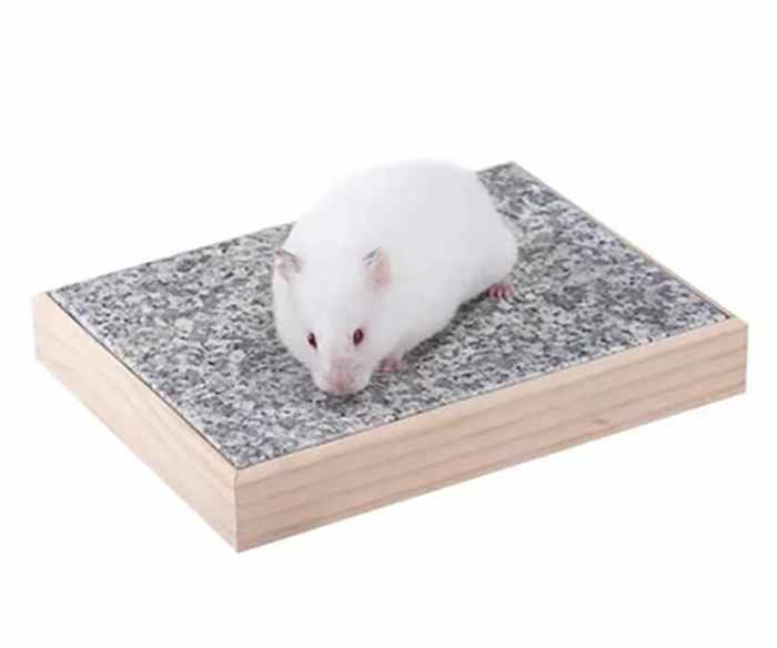 怎么防止仓鼠夏天中暑,夏天仓鼠怎么防中暑高温