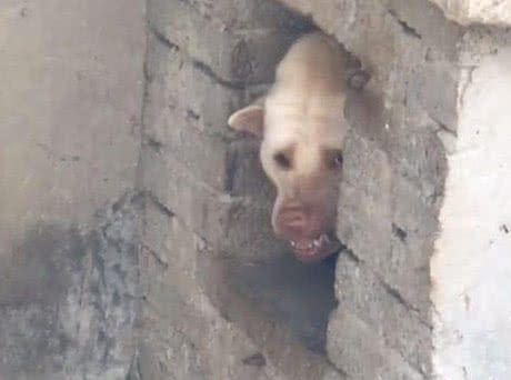 自从养了一只猛犬,朋友说家里养了一只藏獒和一只猫