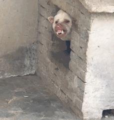 自从养了一只猛犬,朋友说家里养了一只藏獒和一只猫