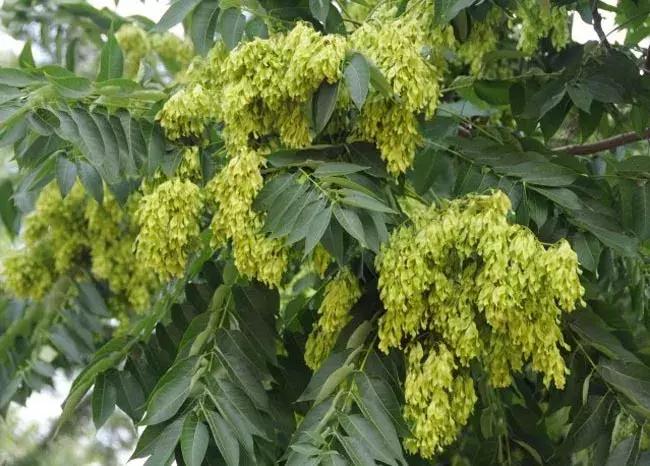 我国北部地区常用耐盐碱树种,中国各省盐碱地面积排名