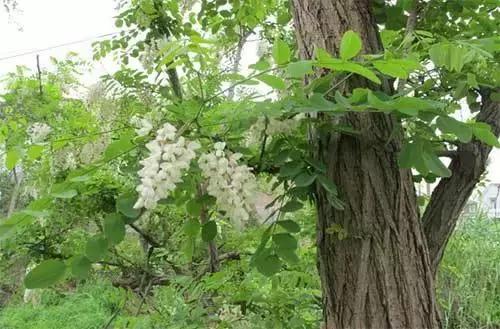 我国北部地区常用耐盐碱树种,中国各省盐碱地面积排名